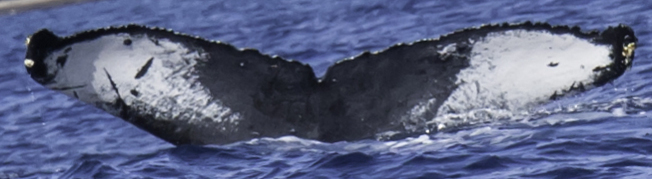 Fluke of HW-MN0440987