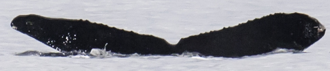 Fluke of HW-MN0440991