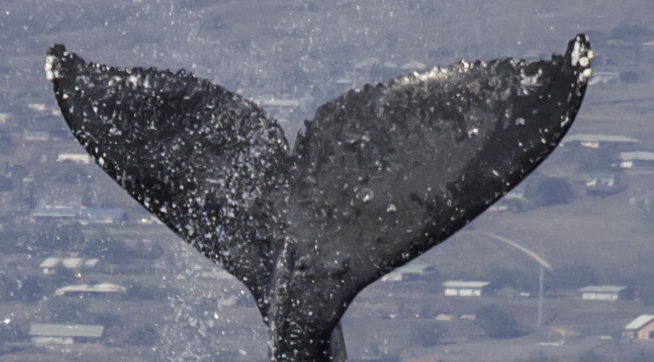 Fluke of HW-MN0440993