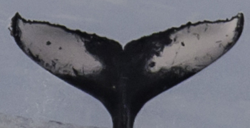 Fluke of SEAK-5484