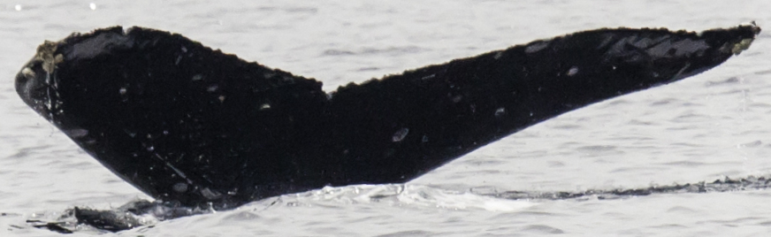 Fluke of Faceoff (Northern BC)