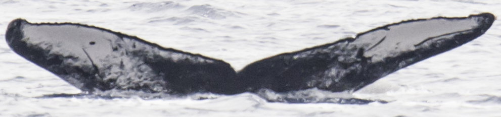 Fluke of HW-MN0440997