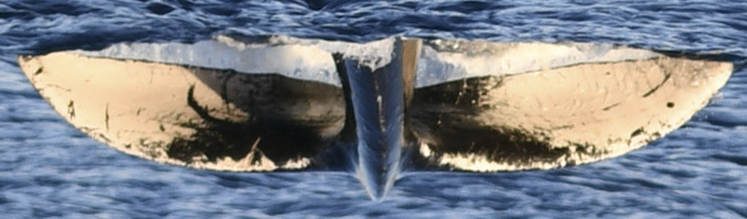 Fluke of HW-MN0441003