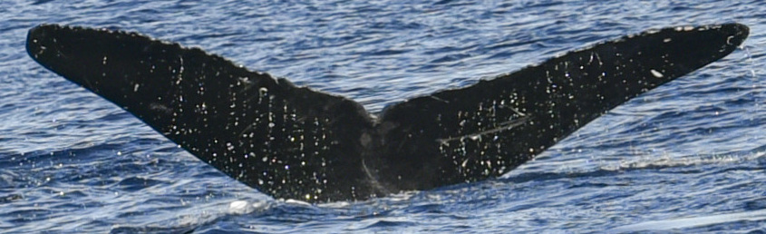 Fluke of HW-MN0441008