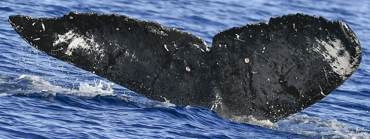 Fluke of Mirror (BC)