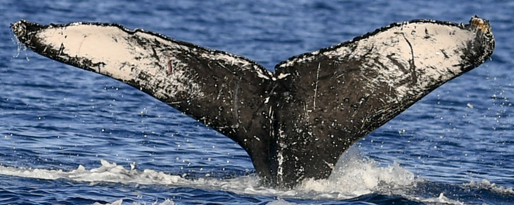 Fluke of HW-MN0441010