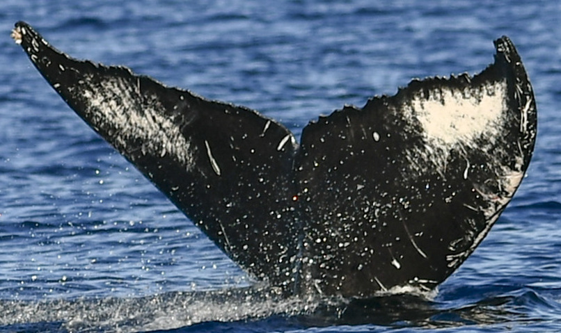 Fluke of HW-MN0441011