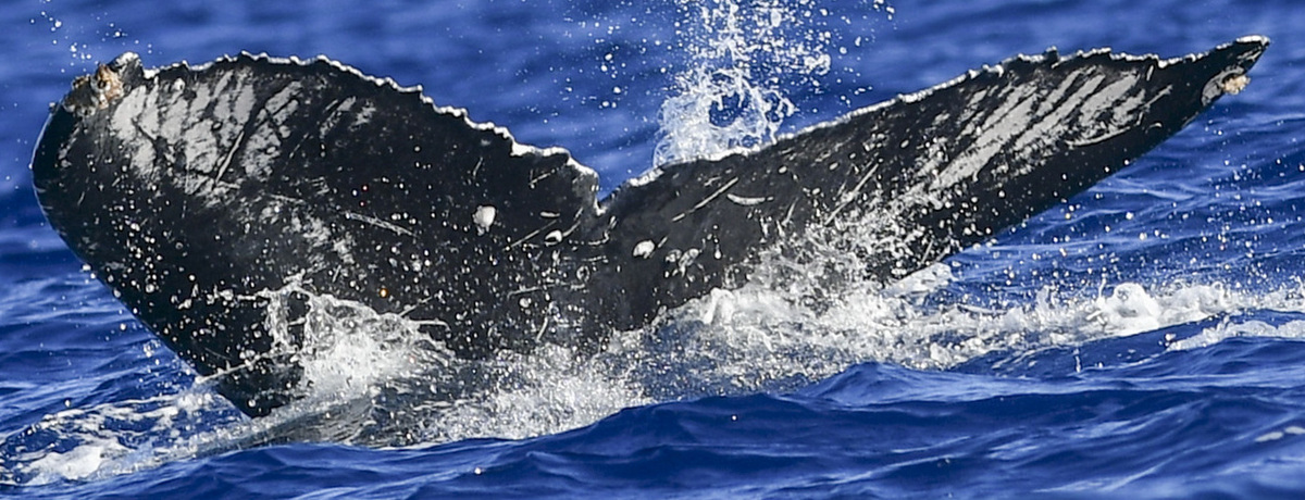 Fluke of HW-MN0441012