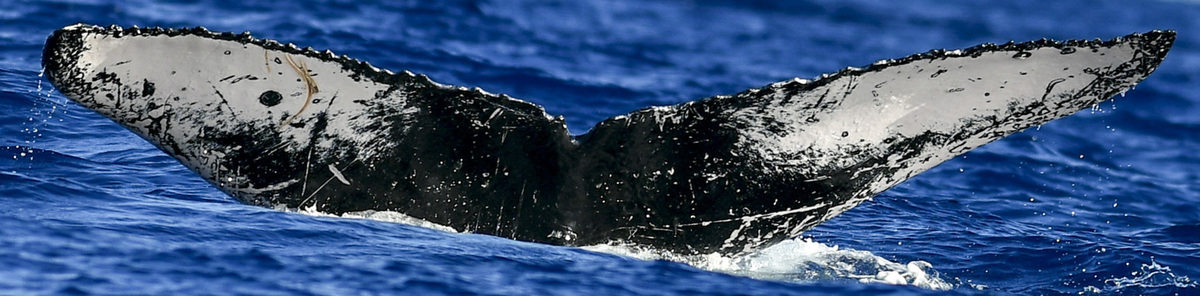 Fluke of HW-MN0441013