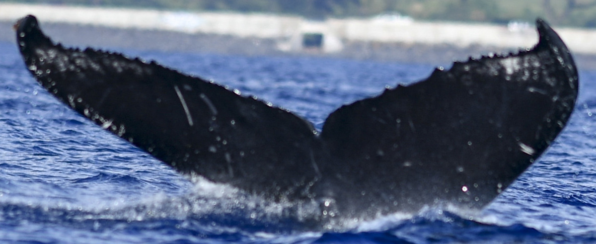Fluke of HW-MN0441015
