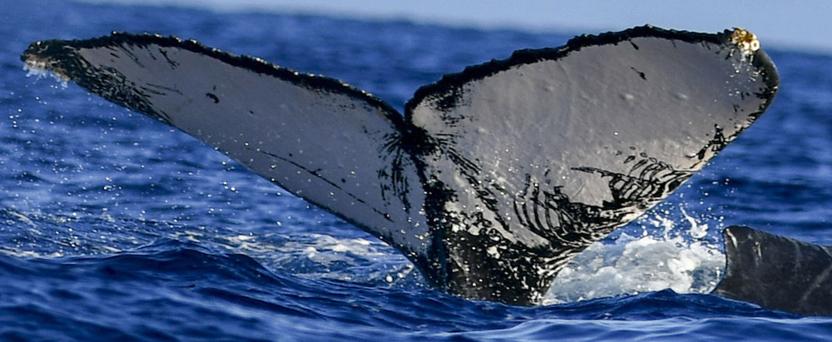 Fluke of HW-MN0441018