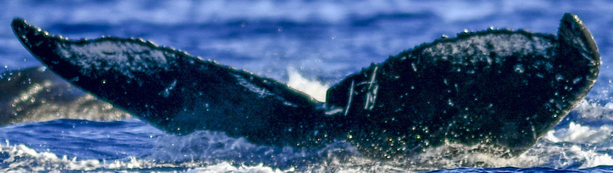 Fluke of HW-MN0441019