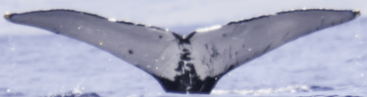 Fluke of HW-MN0441022