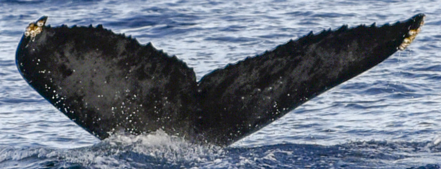 Fluke of HW-MN0441025
