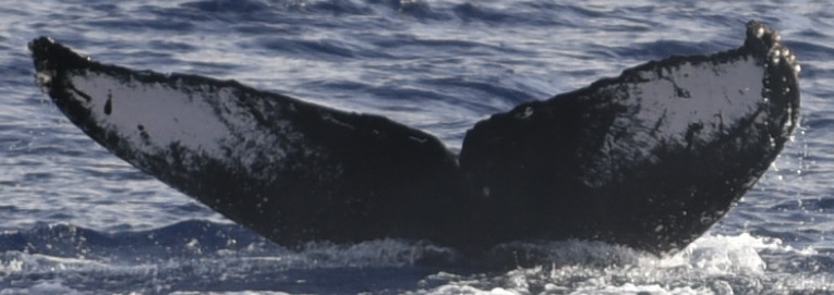 Fluke of HW-MN0441026