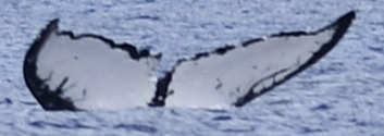 Fluke of HW-MN0441027