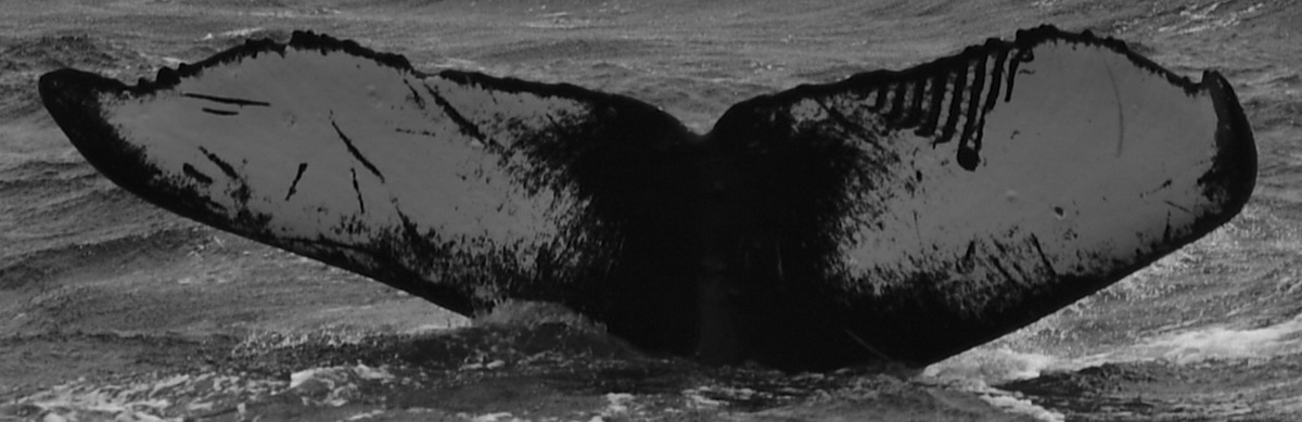 Fluke of HW-MN0441029