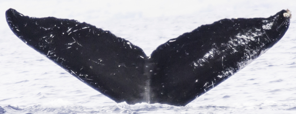 Fluke of Phantom (BC) aka Feather (Northern BC)