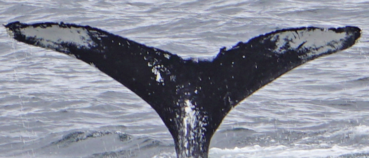 Fluke of SEAK-2188