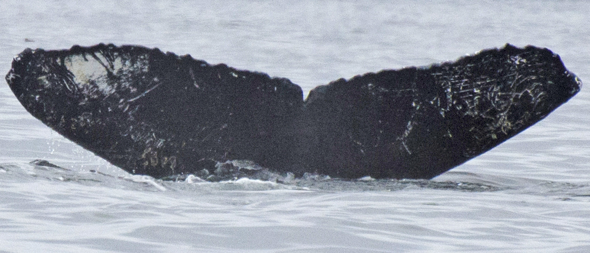 Fluke of Quadrille aka Rosmarus (FS)