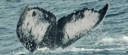 Fluke of HW-MN1301443