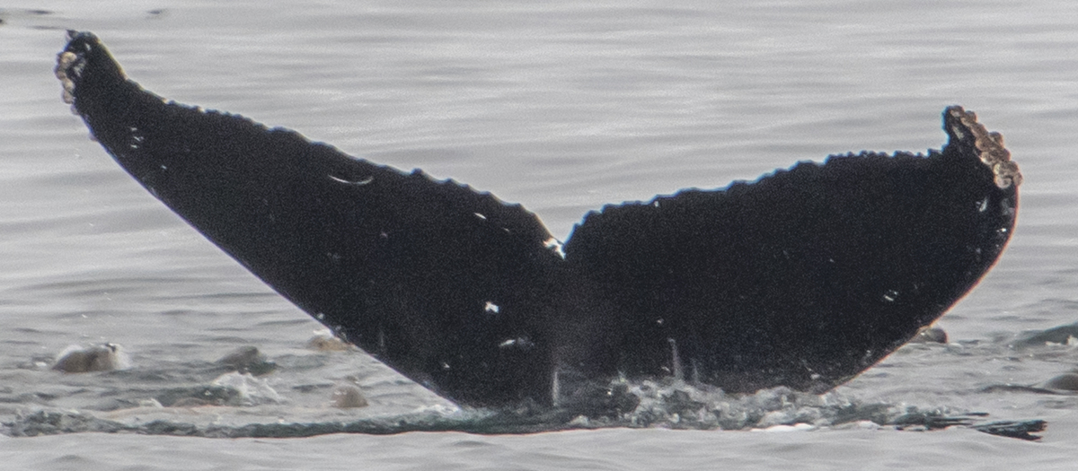 Fluke of CRC-16495