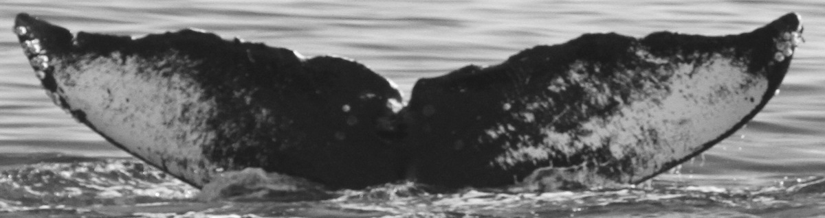 Fluke of CRC-10306