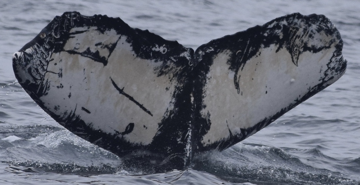 Fluke of CRC-17882