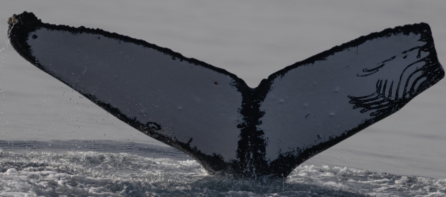 Fluke of Hala (Alaska)