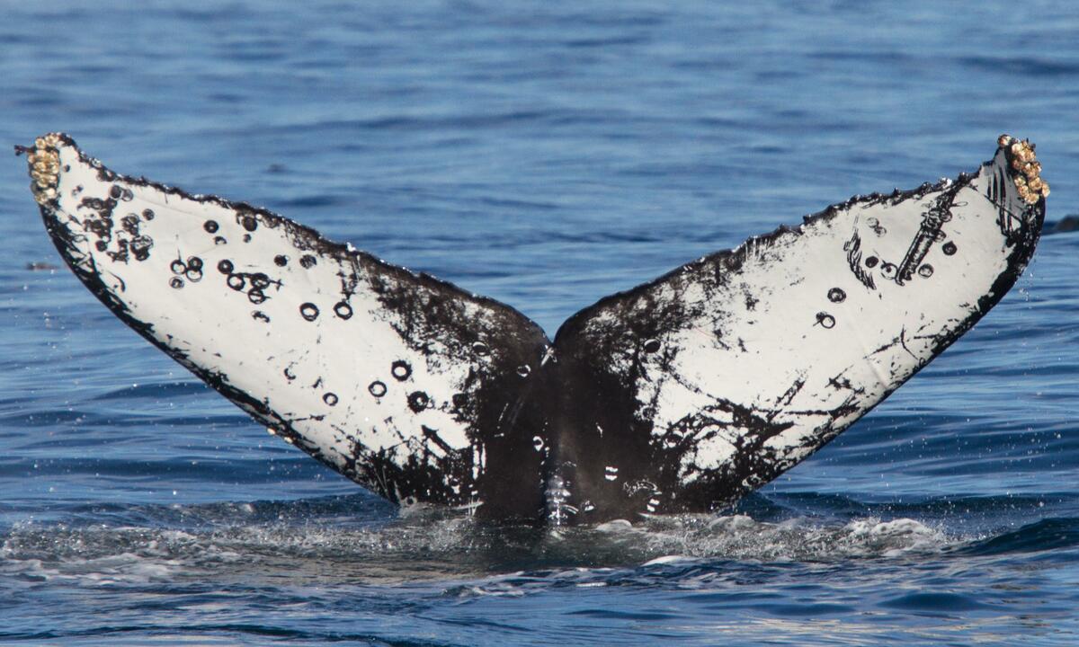 Fluke of Check (California)