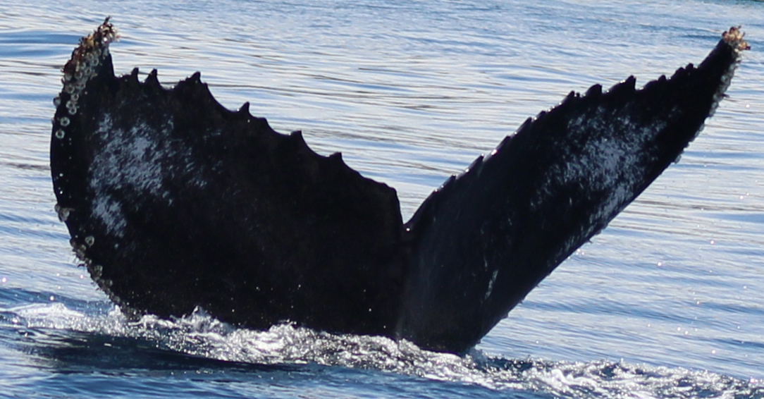 Fluke of HW-MN1301473