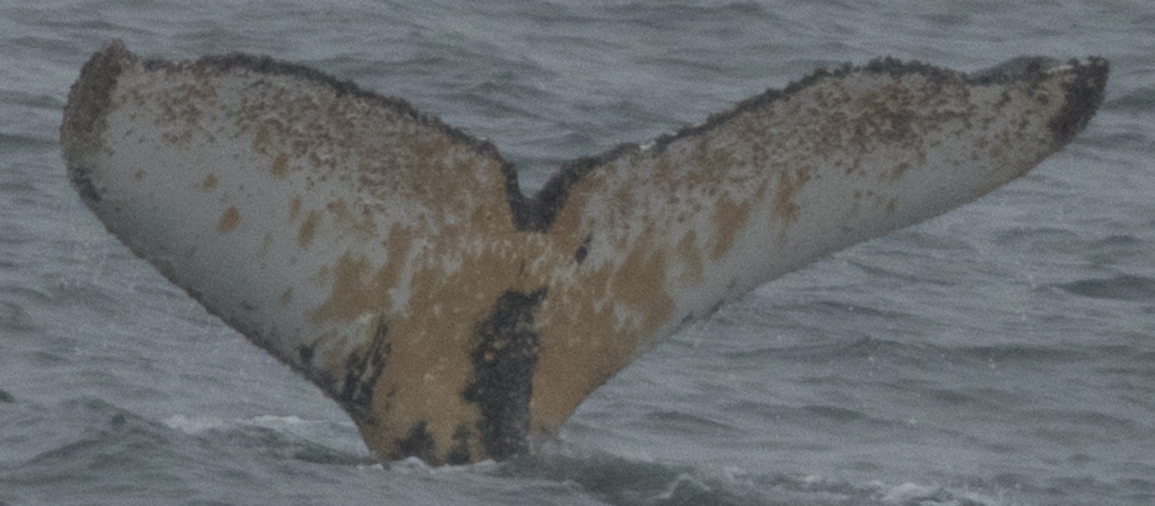 Fluke of HW-MN1301487