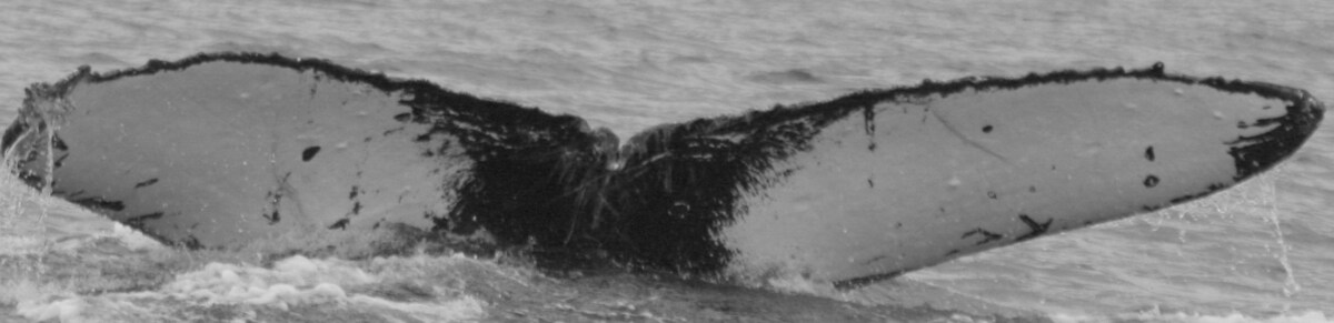 Fluke of HW-MN0300127