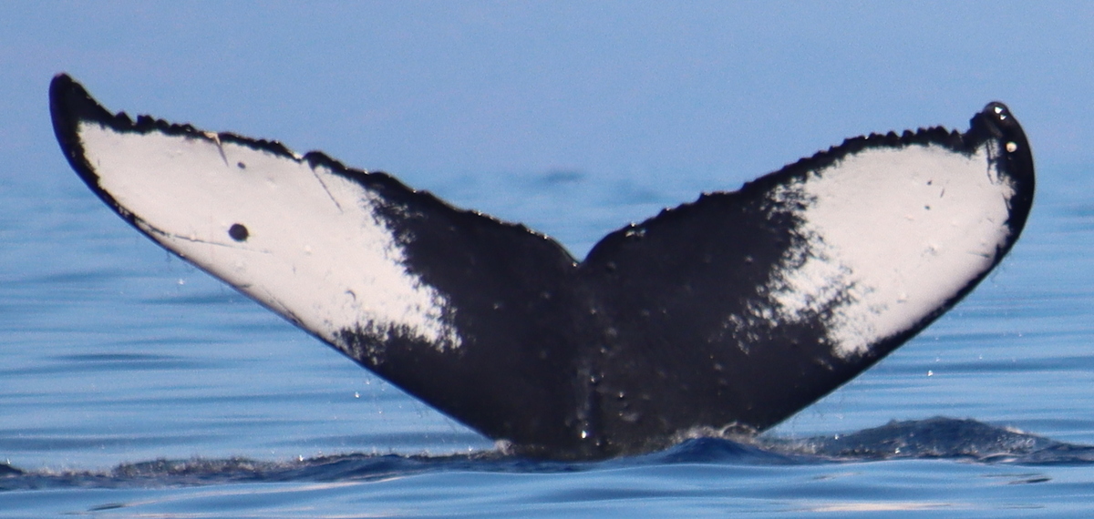 Fluke of бегемотик (RCHP)