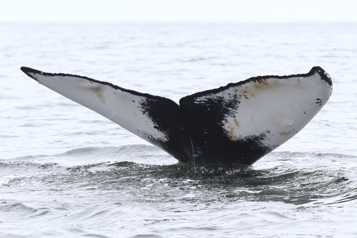 Fluke of перекос (RCHP)