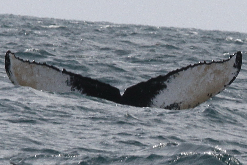 Fluke of HW-MN0300095