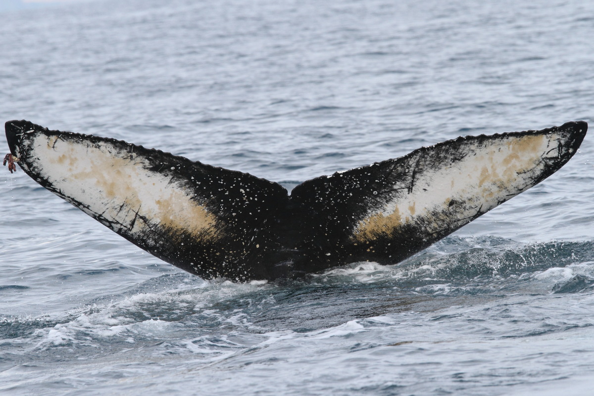 Fluke of Ocean (RCHP)