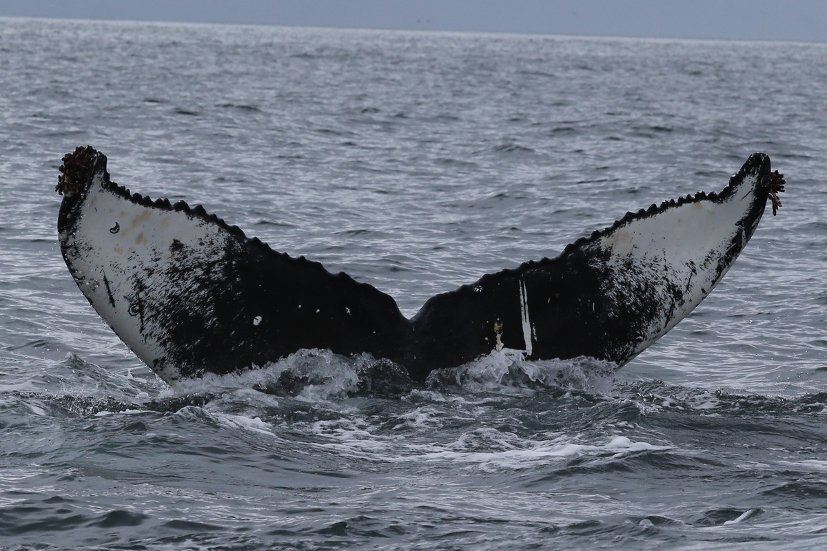 Fluke of HW-MN0300191