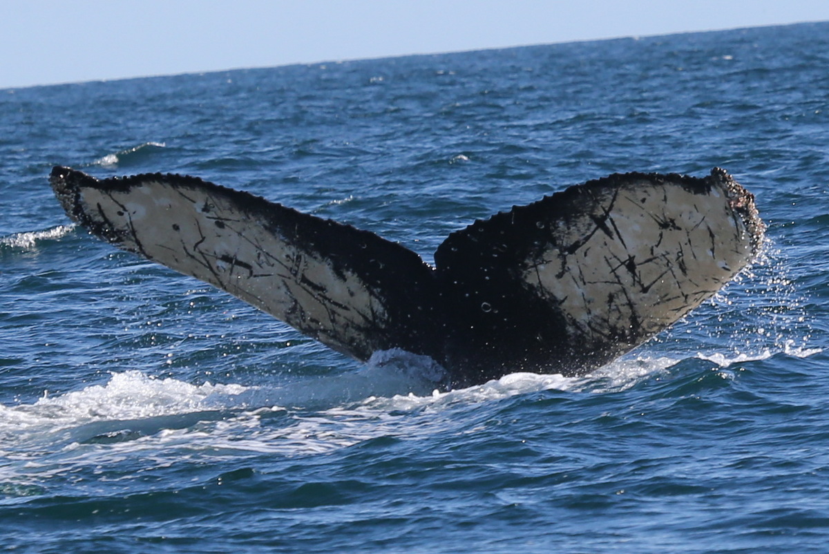 Fluke of HW-MN0300219