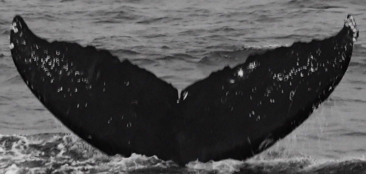 Fluke of CRC-11865