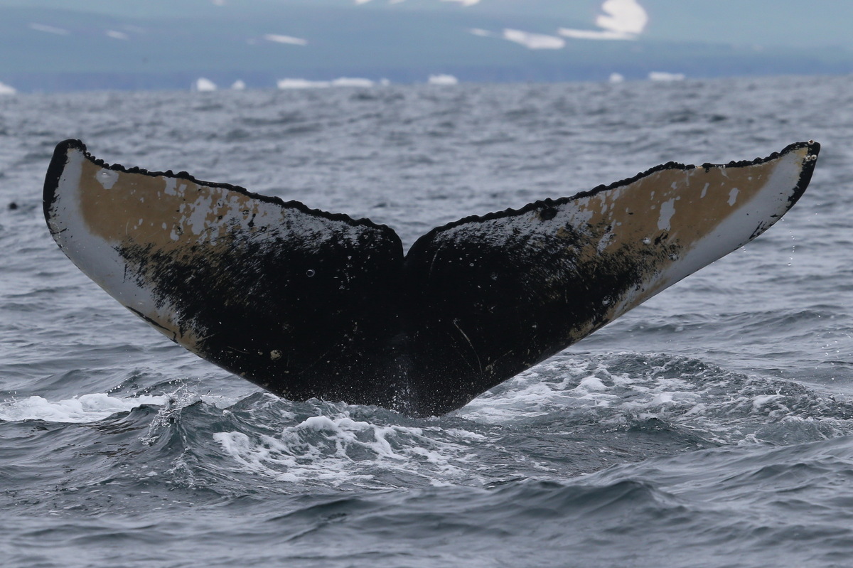Fluke of HW-MN0300208