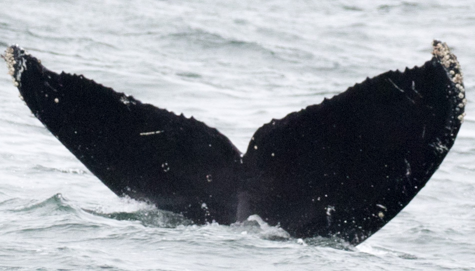 Fluke of Akimbo (California)