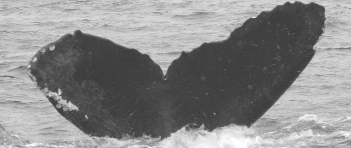 Fluke of Meghan (California - OS)