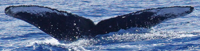 Fluke of HW-MN0300413