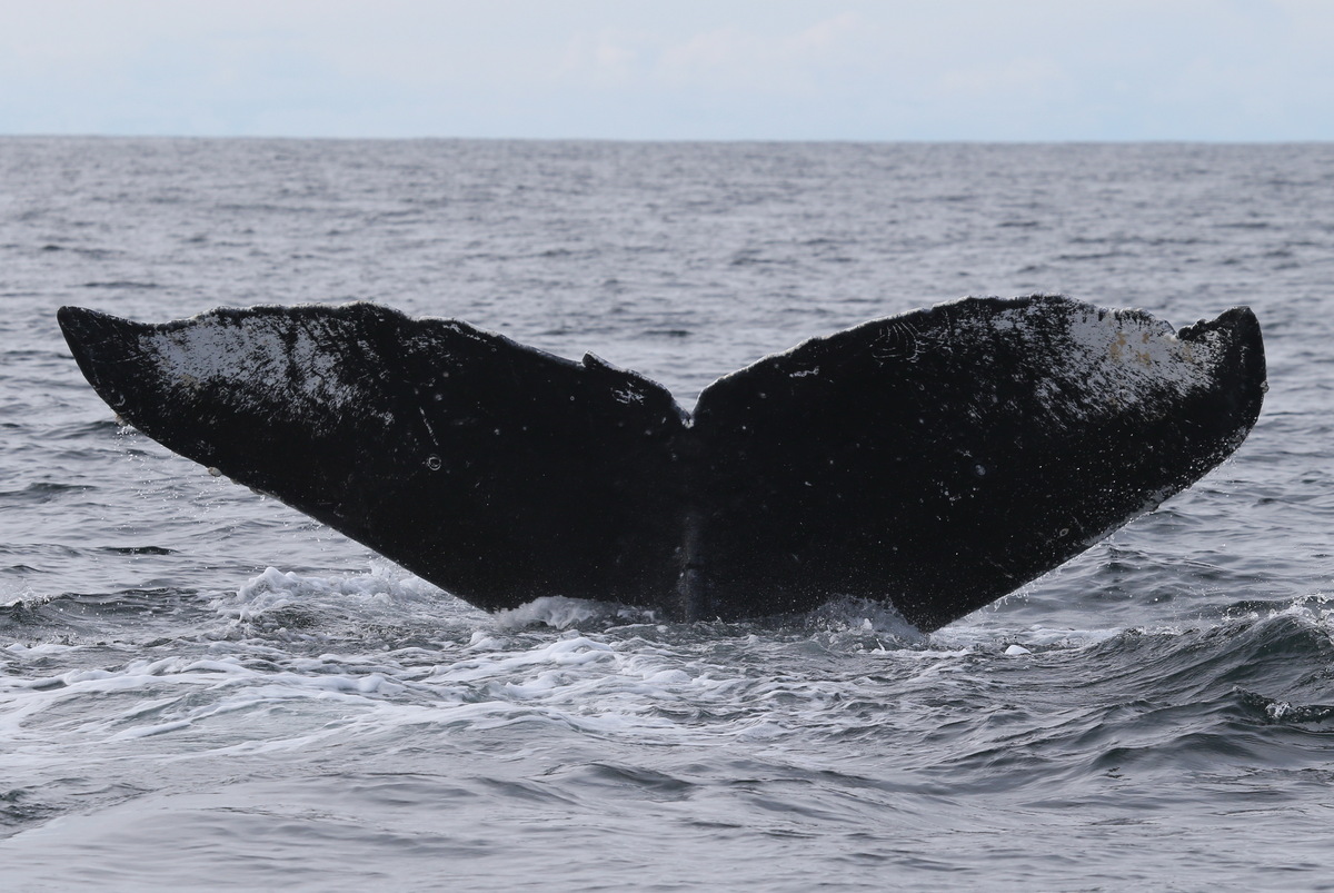 Fluke of HW-MN0300449