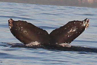 Fluke of HW-MN0300415