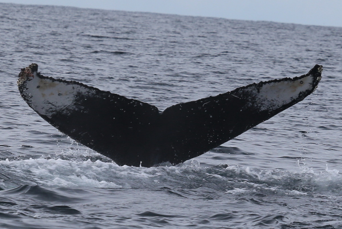 Fluke of HW-MN0300447
