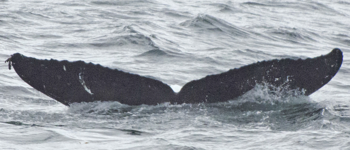 Fluke of SEAK-2184