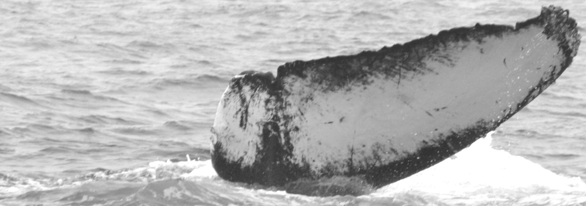 Fluke of CRC-12432