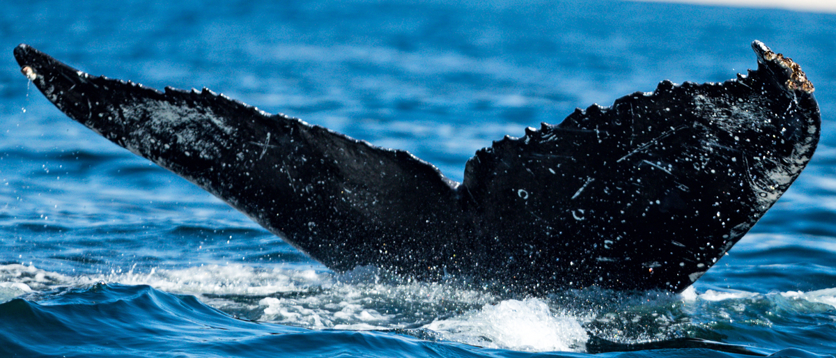Fluke of CRC-12463